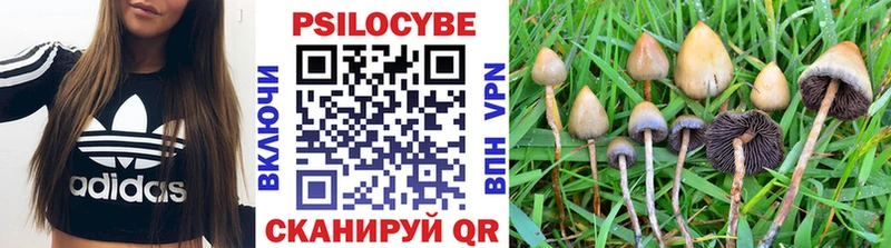 дарнет шоп  Азнакаево  mega вход  Псилоцибиновые грибы Psilocybe 